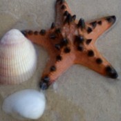 A starfish next to a shell on the beach.