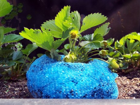 Homemade Strawberry Collars - collar around base of plant