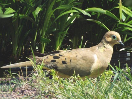 Mr. Mourning Dove Checks His Surroundings