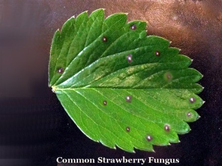 Homemade Strawberry Collars - damaged leaves