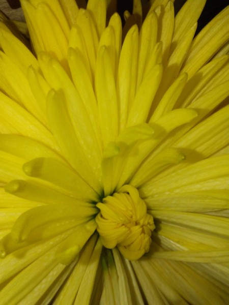 Yellow Flower  - Table Flower Close Up of Yellow Flower - on table at McDonald's