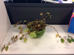 What Is This Houseplant? - potted plant