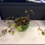 What Is This Houseplant? - potted plant