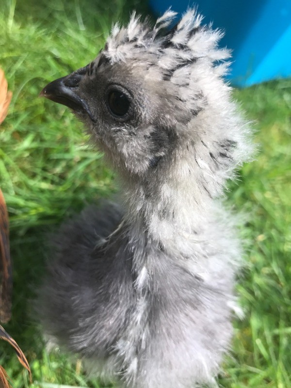 Silkie Bantam - 7 Weeks - profile of bantam chick