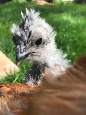 Silkie Bantam - 7 Weeks - closeup of bantam chick