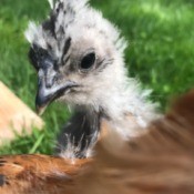Silkie Bantam - 7 Weeks - closeup of bantam chick