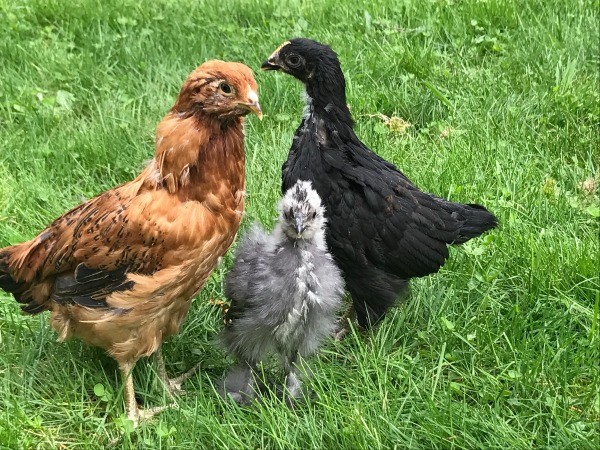 Silkie Bantam - 7 Weeks - three chicks
