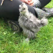 Silkie Bantam - 7 Weeks - chick next to girl's leg