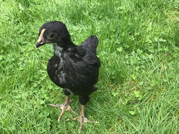 Black Sex Link - 6 Weeks - chick in the grass