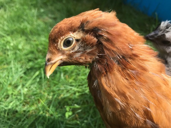 Easter Egger - 7 Weeks - closeup of chick's head