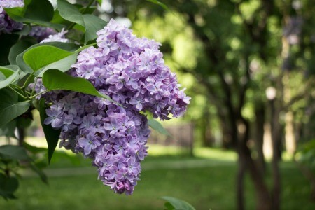Lilac blossoms on an overgrown bush.