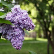 Lilac blossoms on an overgrown bush.