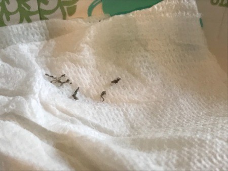 White Vinegar for Removing Sticker Residue from Clothing - pick off loosened residue and apply more vinegar and repeat