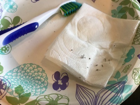White Vinegar for Removing Sticker Residue from Clothing - paper plate with toothbrush and paper towel with bits of sticker