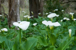 A grove of calla lilies in the woods.