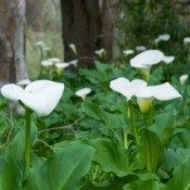 A grove of calla lilies in the woods.