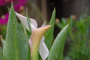 A calla lily in a garden outside.