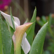 A calla lily in a garden outside.