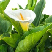 A white calla lily.