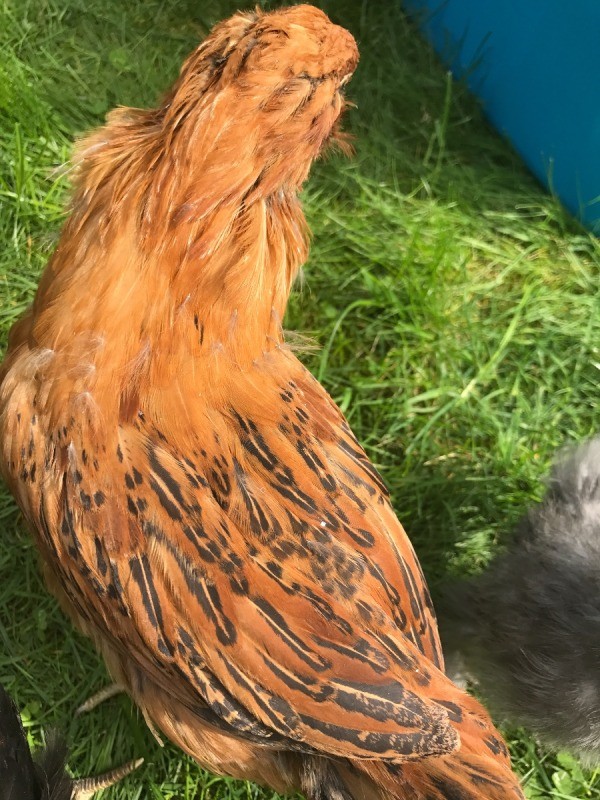 Easter Egger - 7 Weeks - feather pattern