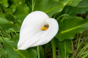 A white calla lily growing outside.