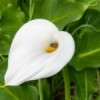 A white calla lily growing outside.