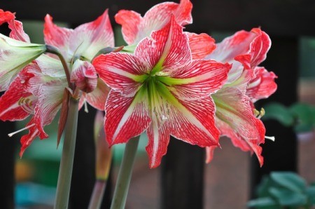 An amaryllis in bloom.