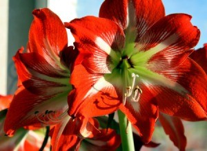 An amaryllis in bloom outdoors.