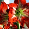 An amaryllis in bloom outdoors.