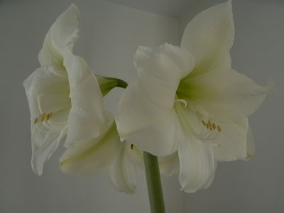 A cream colored amaryllis blooming.