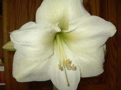 A cream colored amaryllis blooming.