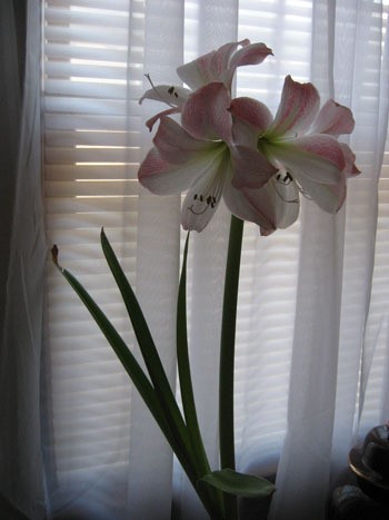A light pink amaryllis in a window.