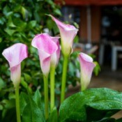 Pink and white calla lilies growing in a yard.