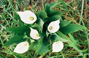 A group of white calla lilies from above.