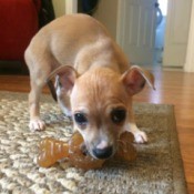 What Breed Is My Dog?