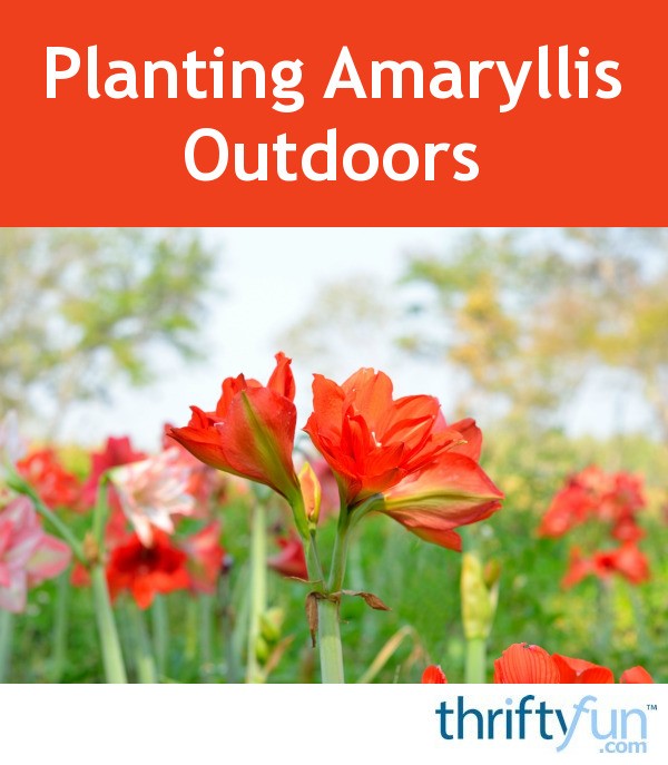 Planting Amaryllis Outdoors ThriftyFun