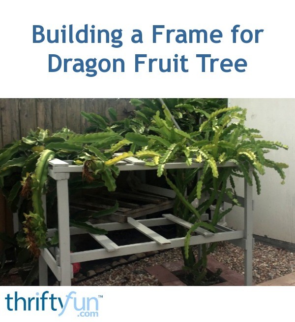 Building a Frame for Dragon Fruit Tree ThriftyFun
