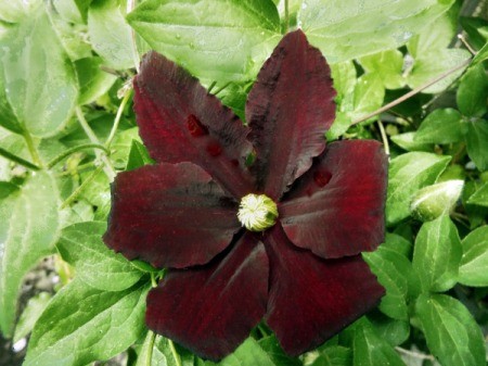 Clematis Niobe - dark red flower