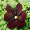 Clematis Niobe - dark red flower