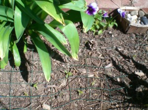 Keep Pets out of Flower Garden - edging fence on ground to keep pets out of flower garden