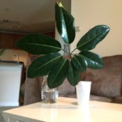 What Is This Houseplant? - plant cutting with 8 dark green leaves spiraling from main stem