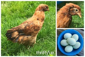 Easter Egger Photos and Information