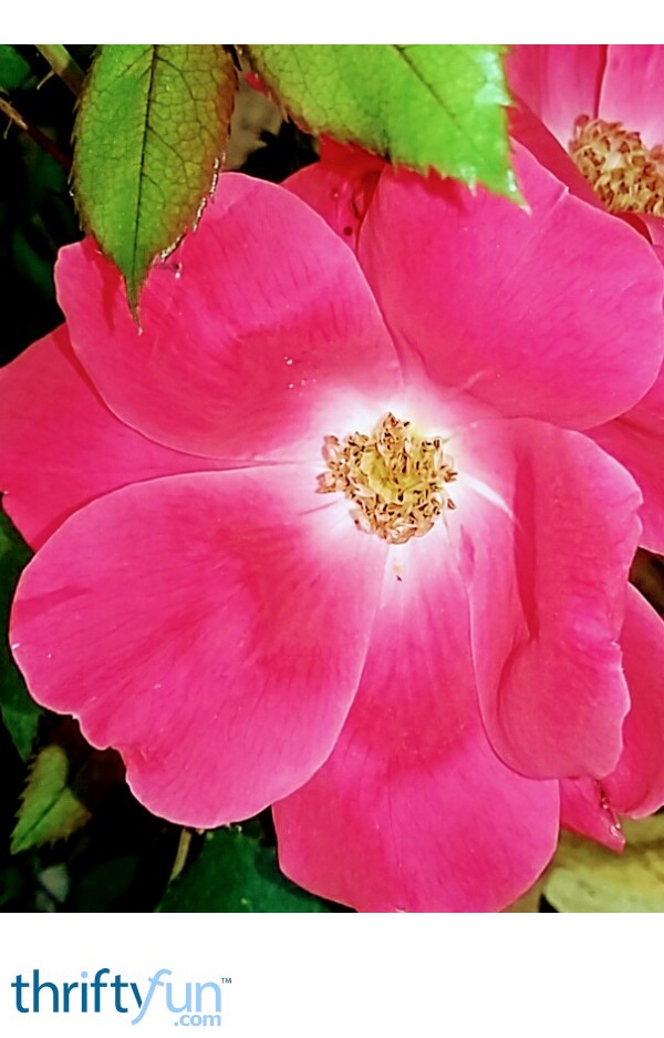 First Roses of Spring Knockout Roses ThriftyFun