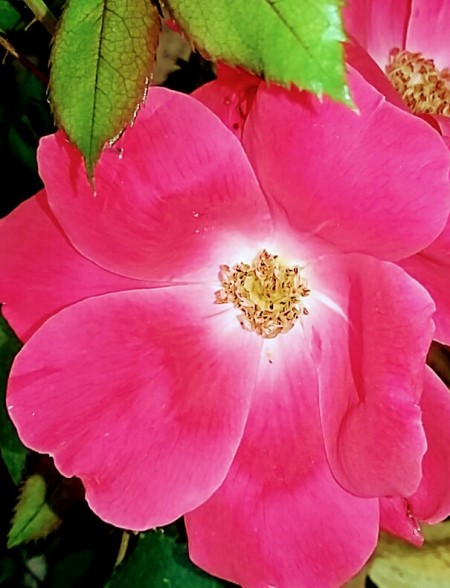 First Roses of Spring - Knockout Roses - closeup