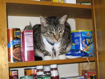 Mouser in the Cupboard