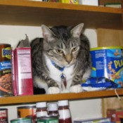 Mouser in the Cupboard