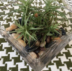 How to Maintain an Air Plant - plants sitting on rocks in glass dish
