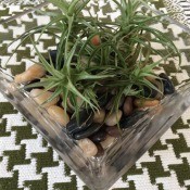 How to Maintain an Air Plant - plants sitting on rocks in glass dish