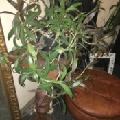What Is This Houseplant? - vining plant with narrow medium green leaves, purple on underside