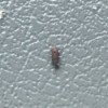 Identifying a Bug Found in Car - longish green and brown beetle like bug